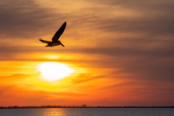 Pelican silhouetted against beautiful orange sunset sky