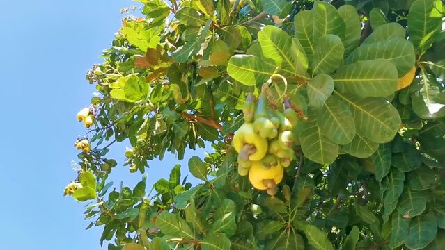 Cashew tree Anacardium occidentale with ripe fruits nuts in Mexico.