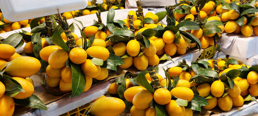 banner of fresh ripe exotic mangoes lying on a market showcase, fruit texture or background