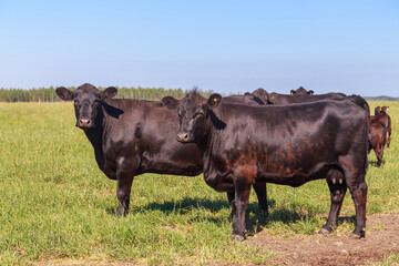 Angus cows and bulls graze in the meadow.