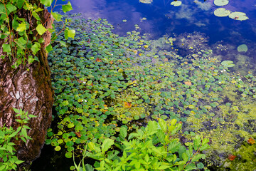 Pattern of aquatic vegetation on a small river.