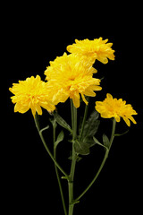 Chrysanthemum flower isolated on black background, clipping path
