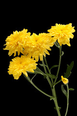 Chrysanthemum flower isolated on black background, clipping path
