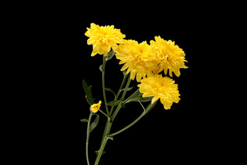 Chrysanthemum flower isolated on black background, clipping path
