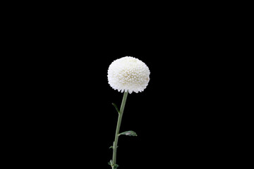 Chrysanthemum flower isolated on black background, clipping path
