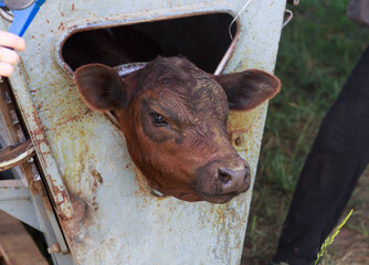 Close up view of calf labeling.