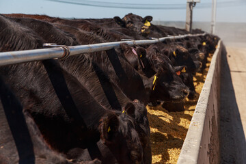 Feeding process of black angus cattle.