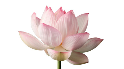 lotus flower. Isolated on transparent background.