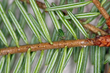 Green striped fir aphid (Cinara pectinatae) on fir (Abies alba) twig with needles.