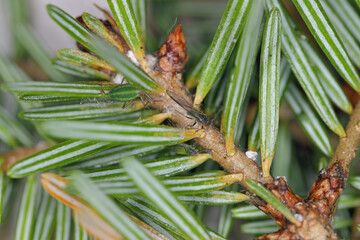 Green striped fir aphid (Cinara pectinatae) on fir (Abies alba) twig with needles. Winged and wingless individual.