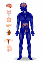 Endocrine System. Glands Hypothalamus, pituitary, thyroid, parathyroids, adrenals, pineal body, ovaries, testes
