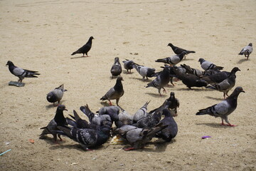 City doves or City pigeons (Columba livia f. domestica) on Iracema beach. Fortaleza - Ceara, Brazil. - obrazy, fototapety, plakaty