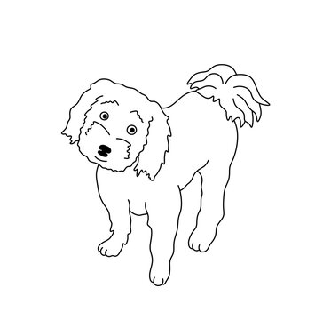 Vector isolated one single cute cartoon little dog lapdog shaggy colorless black and white contour line easy drawing