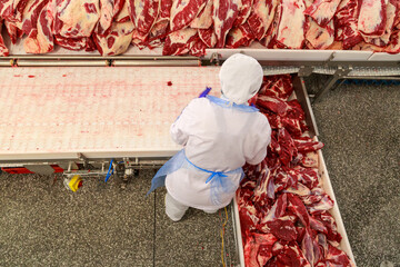 Topview of conveyor machine with primal cuts of angus beef.
