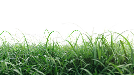 Green grass field , Isolated on a transparent background.