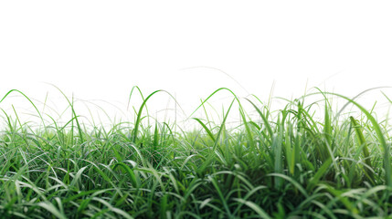 Fototapeta premium Green grass field , Isolated on a transparent background.
