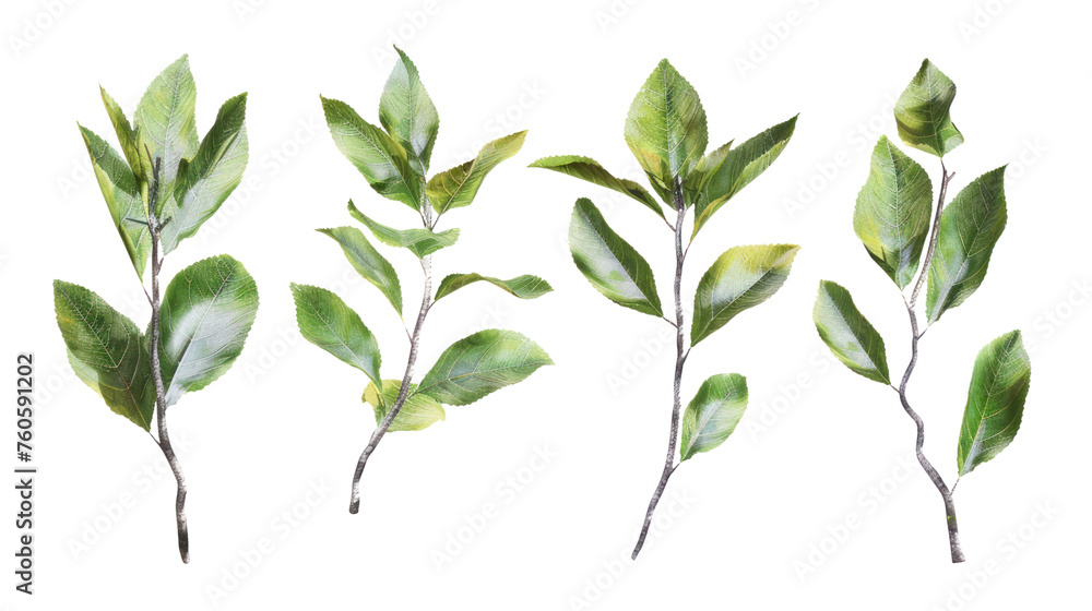 Poster set of branch with leaves, isolated on a transparent background.