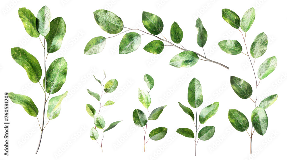 Aufkleber set of branch with leaves, isolated on a transparent background.