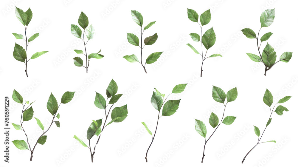 Aufkleber set of branch with leaves, isolated on a transparent background.