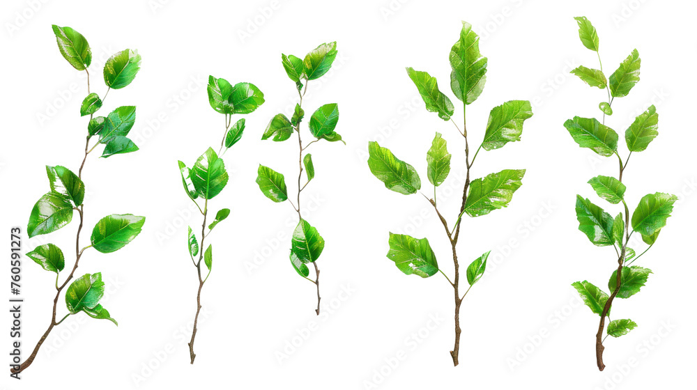 Aufkleber set of branch with leaves, isolated on a transparent background.