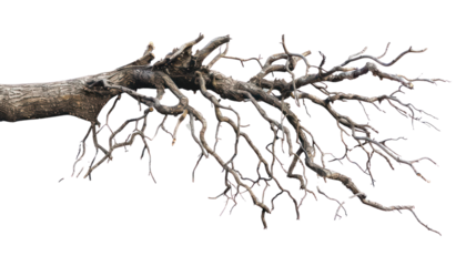 Roots of a tree, isolated on transparent background.
