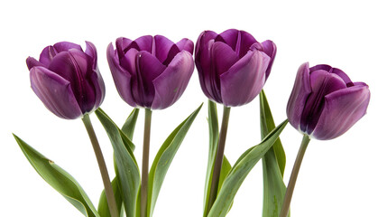 Fototapeta premium purple tulips It represents the beauty of spring and nature. Isolated on a transparent background.