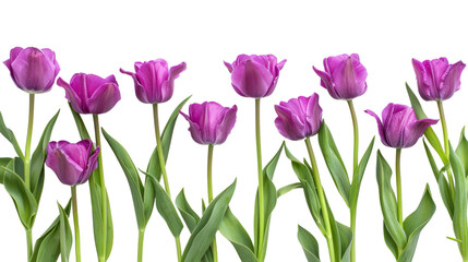 purple tulips It represents the beauty of spring and nature. Isolated on a transparent background.