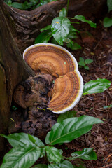 Obraz premium Brazilian Mushroom This plant is very common in brazilian savannah.