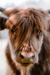 Close up of a highland cow