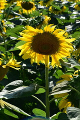 Obraz premium Field of sunflowers and bees