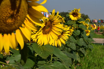 Field of sunflowers and bees