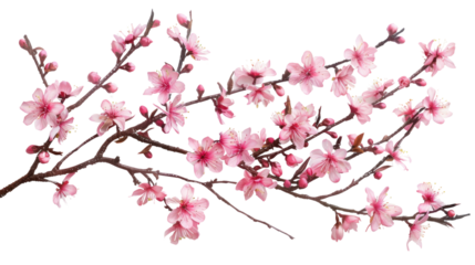 Pink Cherry Blossoms in Spring Isolated on a transparent background.