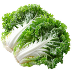 Fresh Peking cabbage. An isolated image on a transparent background.  PNG chinese cabbage element for design, banner, print .
