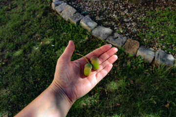 Acorns, fruits of the oak tree Quercus robur lie on the hand