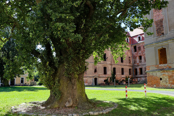 Obraz premium Old large oak tree in the historic palace park