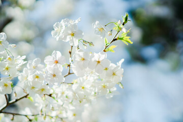 Fototapeta na wymiar 東京の公園に咲く美しい桜の花