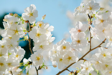 東京の公園に咲く美しい桜の花