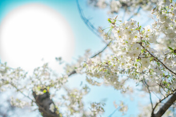 東京の公園に咲く美しい桜の花