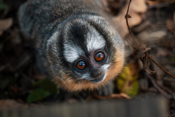 Adorable three-striped night monkey curiously looking up. Friendly inquisitive monkey close-up....