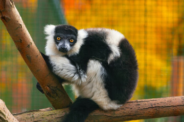 Fototapeta premium Black-and-white ruffed lemur (Varecia variegata) sitting on a tree and looking to the camera. It is an endangered species of ruffed lemur, endemic to the island of Madagascar. Colorful background.