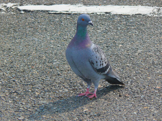 駐車場の鳩。