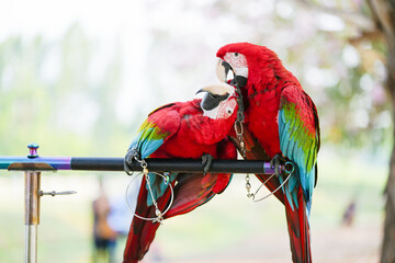 green wing macaw parrot show in the park