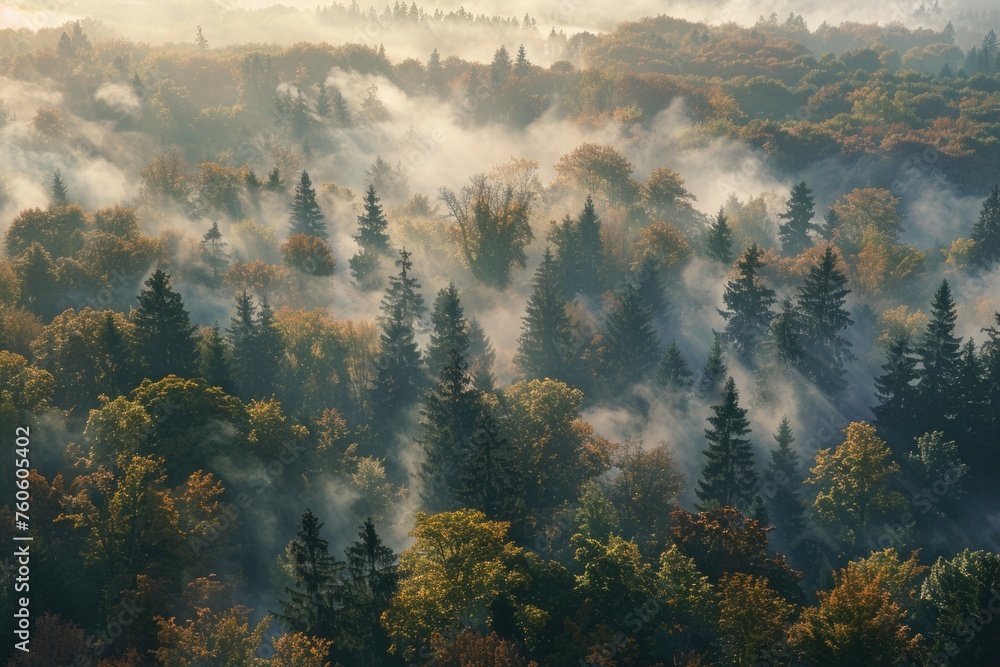 Poster misty forest with dense tree coverage, ideal for nature-themed projects