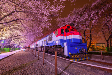 Cherry blossom and train in spring at night It is a popular cherry blossom viewing spot, jinhae, South Korea.