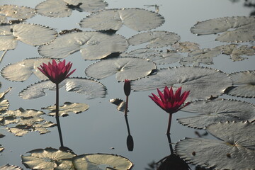 Morning Sunshine: Lotus Flower Embrace the Dawn