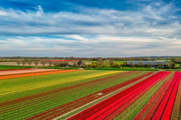 Fotobehang Fields of tulips in Holland. © Alex de Haas