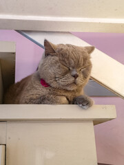 Beautiful gray british cat lying on old white wooden stairs in small cafe