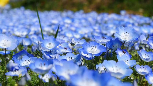 NEMOPHILA/写真 Imagens de Nemophila – Explore Fotografias do Stock, Vetores e