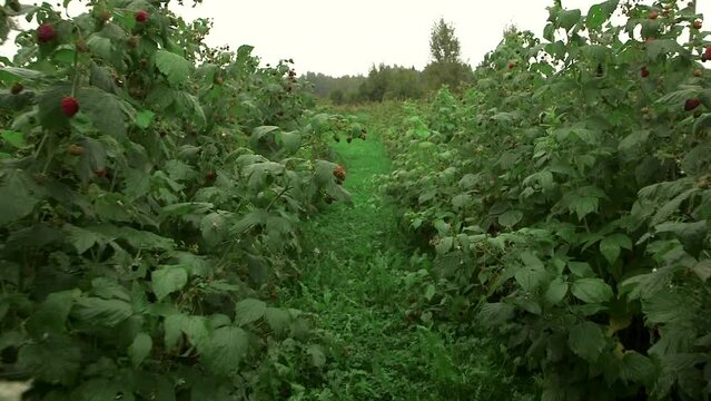 Camera Slides Through Raspberry Bushes with Ripe Berries in the Farm. Raspberries are Cultivated Across Northern Europe and North America and are Eaten in Various Ways, Including as Whole.