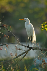Great Egret perching on a tree